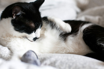 Cute cat with moustache grooming and playing with mouse toy on bed. Funny black and white kitty licking itself with pink tongue on stylish sheets. Space for text.  Comfortable  moment