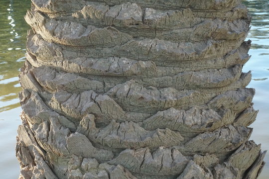 Trinco de &aacute;rbol de Palmera