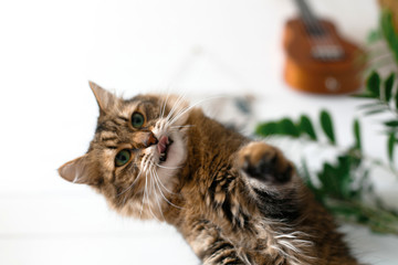 Maine coon playing with paw and looking with funny  emotions at zamioculcas leaves. Cute cat...