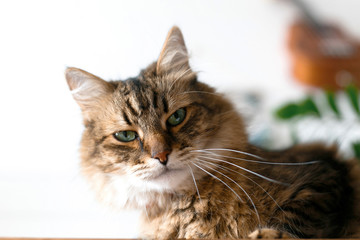 Cute cat sitting under green plant branches and relaxing on wooden shelf on white wall backgroud in stylish room. Maine coon with angry green eyes looking with with funny emotions. Space for text
