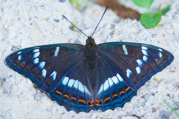 The macro shot of the beautiful colorful butterfly sitting on the ground of soil and sand in the warm sunny summer weather
