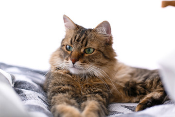 Cute cat sitting among pillows and relaxing at window in stylish room. Maine coon with serious emotions and funny expression looking with green eyes. Space for text. Fun moment