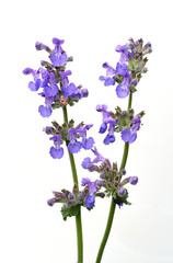 Obraz premium Katzenminze, Nepeta, racemosa