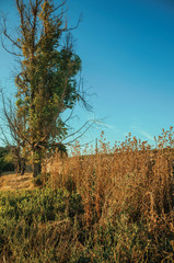 Bushes and trees next to a stone wall in a farm