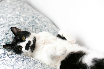 Sweet black and white cat with moustache resting on bed in morning. Comfortable and cozy moment. Funny Sleepy cat. Cute kitty adorable sleeping on stylish sheets. Space for text