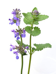 Katzenminze, Nepeta, racemosa