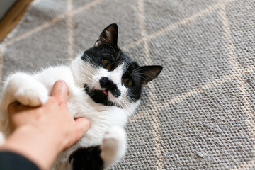 Cute cat lazy lying on stylish rug in the kitchen, top view. Sweet black and white kitty with mustache resting, with interesting look and funny emotions. Space for text