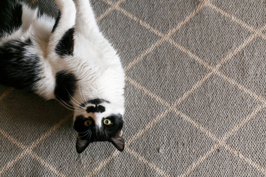 Cute cat lazy lying on stylish rug in the kitchen, top view. Sweet black and white kitty with mustache resting, with interesting look and funny emotions, upside down. Space for text