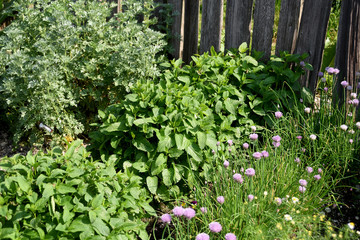 Bauerngarten, Kraeutergarten