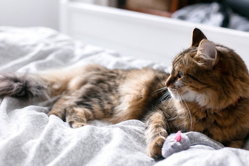 Maine coon cat playing with mouse toy on white bed in sunny stylish room. Cute cat with green eyes...