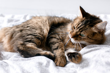 Maine coon cat playing with mouse toy on white bed in sunny stylish room. Cute cat with green eyes lying and playing with with funny emotions on comfortable bed. Space for text