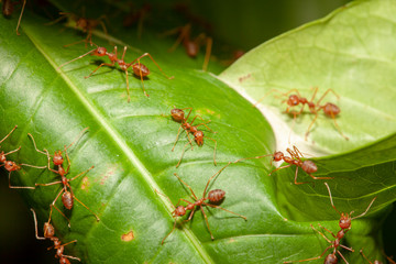 Close up red ant on leaf tree in nature at thailand