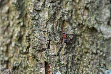 Kleine Insekten ganz groß