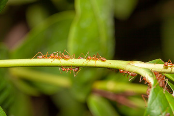 Close up red ant on  stick tree in nature at thailand