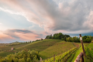 Evening storm in the vineyards