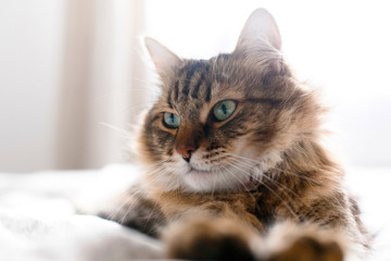 Cute cat relaxing on white bed in sunny bright stylish room. Maine coon with green eyes lying and looking with funny emotions on comfortable bed. Space for text