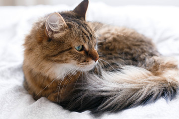 Maine coon cat lying and relaxing on white bed in sunny bright stylish room. Cute cat with green eyes and with funny adorable emotions resting on comfortable bed. Space for text