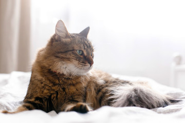 Cute cat relaxing on white bed in sunny bright stylish room. Maine coon with green eyes lying and looking with funny emotions on comfortable bed. Space for text