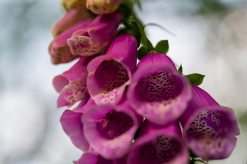 Kleine Pflanzen groß in Forder Grund