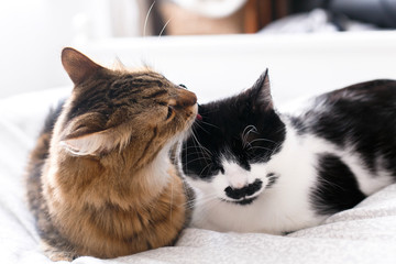 Maine coon licking and cleaning his funny friend cat with moustache,  sitting on comfortable bed in...