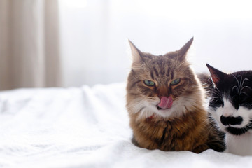 Fototapeta na wymiar Maine coon licking and yawning, looking at funny friend cat with moustache, sitting on comfortable bed in sunny stylish room. Two cute cats grooming on white bed. Space for text