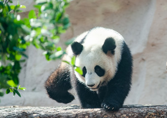 Obraz premium Young panda bear in summer