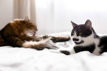 Maine coon licking and cleaning with  funny friend cat with moustache, sitting on comfortable bed in sunny stylish room. Two cute cats grooming on white bed. Space for text