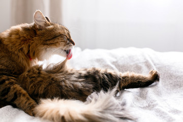 Maine coon cat grooming and lying on white bed in sunny bright stylish room. Cute cat with green...