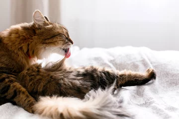 Foto op Aluminium Maine coon cat grooming and lying on white bed in sunny bright stylish room. Cute cat with green eyes and with funny adorable emotions licking and cleaning fur. Space for text © sonyachny