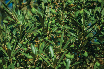 Olive fruits still not ripe in a farm