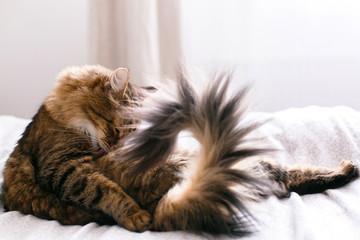 Maine coon cat grooming and lying on white bed in sunny bright stylish room. Cute cat with green...