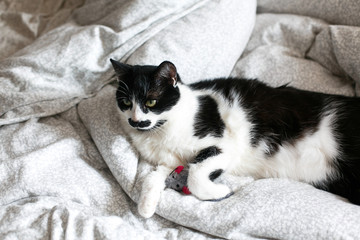 Cute black and white cat with moustache playing with mouse toy on bed. Funny kitty resting and playing on stylish sheets. Space for text.  Funny playful cat. Comfortable and cozy moment