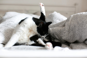 Cute cat with moustache grooming on bed. Funny black and white kitty licking and cleaning butt on stylish sheets. Space for text.  Comfortable  moment - obrazy, fototapety, plakaty