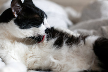 Cute cat with moustache grooming on bed. Funny black and white kitty licking itself with pink tongue on stylish sheets. Space for text.  Comfortable  moment