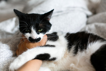 Cute cat with moustache biting owner hand on bed. Funny black and white kitty with angry emotions bites girl hand and scratches on stylish sheets. Space for text.