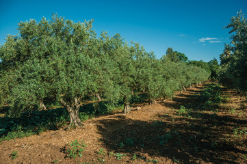 Orchard with olive trees in a farm