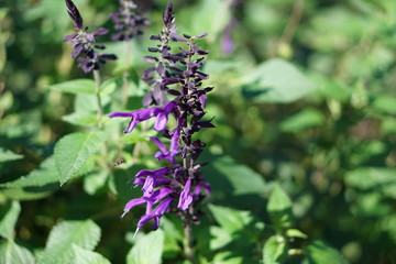 Flor purpura con abeja