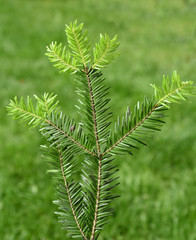Tannenzweig,  Abies alba, Konifere