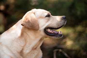Naklejka na ściany i meble Beautiful dog breed Labrador in nature