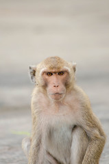 Monkey Thailand
