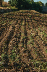 Fototapeta na wymiar Plowed ground and bushes in a farm