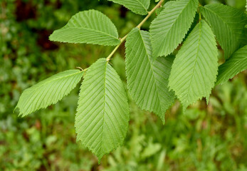 Flatterulme, Ulme, Ulmus leavis