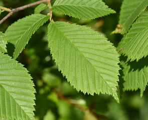 Flatterulme, Ulme, Ulmus leavis