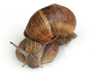 Weinbergschnecke, Helix, pomatia