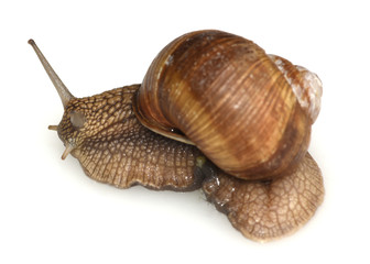 Weinbergschnecke, Helix, pomatia