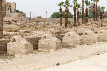 Fototapeta premium Avenue of Sphinxes in Luxor Temple, Luxor, Egypt