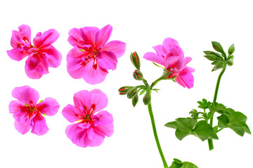 Pelargonium