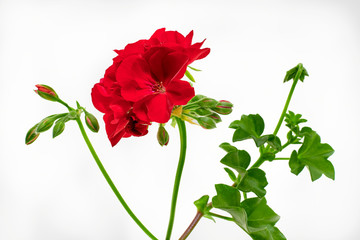 Pelargonium