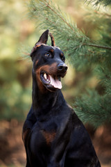 Beautiful dog breed Doberman on nature