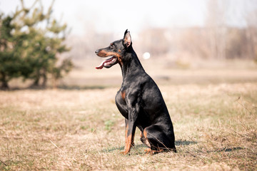 Beautiful dog breed Doberman on nature
